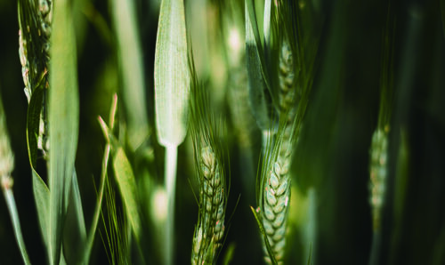 柔韌與力量的藝術結合 —— Soft Power 壁紙系列的柔軟哲學